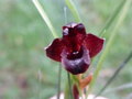 vignette Maxillaria paranaensis = Maxillaria cogniauxiana