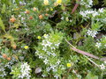 vignette Myoporum parvifolium