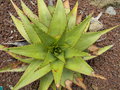 vignette Aloe broomii