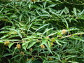 vignette Fagus sylvatica 'Asplenifolia' - Hêtre à feuilles de Fougère