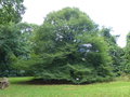 vignette Fagus sylvatica 'Asplenifolia' - Hêtre à feuilles de Fougère