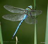 vignette Anax empereur   ( Anax imperator ) Mle