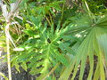 vignette Philodendron selloum