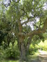 vignette Quercus suber