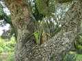 vignette Quercus suber et Aechmea distichantha