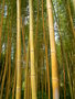vignette Bambou sp
