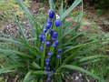 vignette Dianella tasmanica aux beaux fruits bleus au 07 08 13