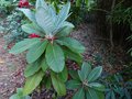 vignette Rhododendron Macabeanum  l'immense feuillage au 22 06 13