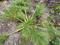 vignette Aciphylla diefenbachii feuillage au 16 07 13