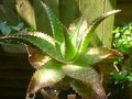 vignette Aloe saponaria 17 7 2013 Ndc