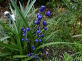 vignette Dianella tasmanica gros plan des beaux fruits bleus au 07 08 13