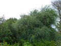 vignette Acacia Pravissima au magnifique feuillage bleut et pleureur autre vue au 07 08 13