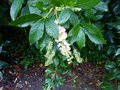 vignette Clethra alnifolia rosea au 07 08 13