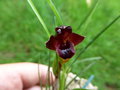 vignette Maxillaria paranaensis = Maxillaria cogniauxiana