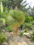 vignette Yucca linearifolia vert