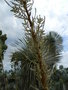 vignette Yucca baileyi ( inflorescence)