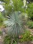 vignette Yucca linearifolia bleu