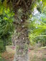 vignette Tillandsias et Trachycarpus