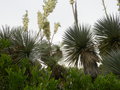 vignette Yucca (fleurs)