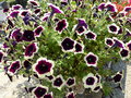 vignette Petunia bicolore