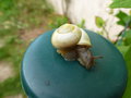 vignette Cepaea hortensis - Escargot des jardins