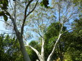 vignette Eucalyptus pauciflora