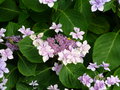 vignette Hydrangea macrophylla 'Etoile Violette'