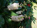 vignette Clethra alnifolia rosea gros plan parfum au 12 08 13