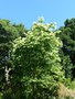 vignette Oxydendrum arboreum