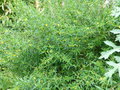 vignette Heimia myrtifolia