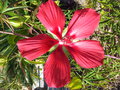 vignette Hibiscus coccineus