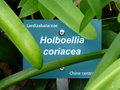 vignette Holboellia coriacea