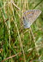 vignette L'Azur de la Bugrane , Argus bleu' Polyommatus icarus ' mle , papillon