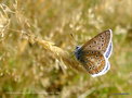 vignette L'Azur de la Bugrane , Argus bleu' Polyommatus icarus ' mle , papillon