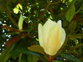 vignette magnolia grandiflora