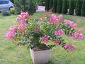 vignette Lagerstroemia hybride Comanche (17/08/2013)