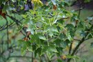 vignette Acer cappadocicum ssp. divergens