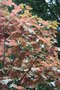 vignette Acer pseudoplatanus f. variegatum 'Esk Sunset'