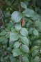 vignette Betula pubescens