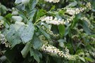 vignette Clethra alnifolia