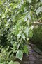 vignette Fraxinus excelsior 'Diversifolia Pendula'