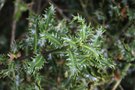 vignette Ilex aquifolium 'Crassifolia'