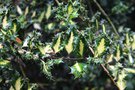 vignette Ilex aquifolium 'Ferox Aurea'