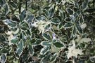 vignette Ilex aquifolium 'Handsworth New Silver'