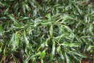 vignette Ilex aquifolium 'Lichtenthalii'