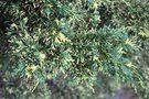vignette Juniperus chinensis 'Plumosa Aureovariegata'