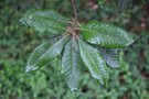 vignette Lithocarpus densiflorus