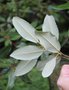vignette Lithocarpus densiflorus