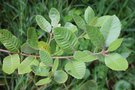 vignette Lithocarpus densiflorus var. echinoides
