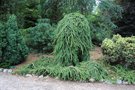 vignette Picea abies 'Wartburg'
